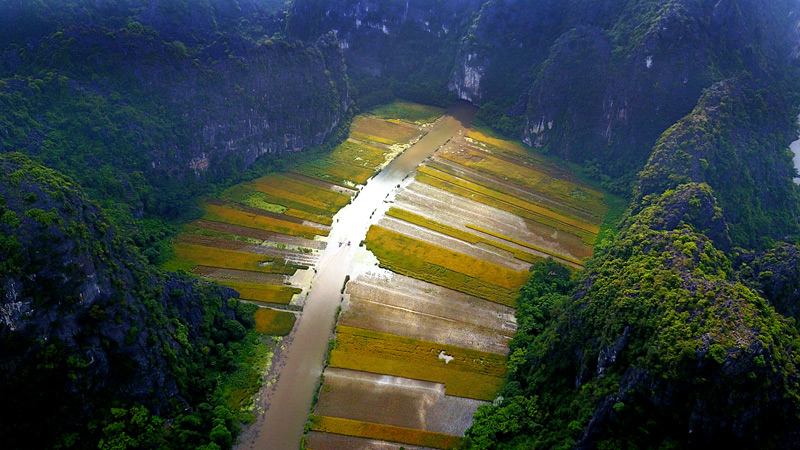 [-]Khách[-]Tây[-]ngỡ[-]ngàng[-]trước[-]vẻ[-]đẹp[-]Tam[-]Cốc[-]mùa[-]lúa[-]chín